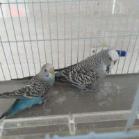 یک جفت مرغ عشق انگلیسی