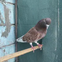 کفتر پرشی|پرنده|قشم, |دیوار