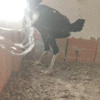 جوجه لاری مرغ و خروس ۳ ماهه|حیوانات مزرعه|خان ببین, |دیوار