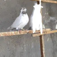 ماده کله قرمز