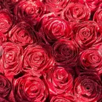 دسته گل های تزئینی تمیز|گل و گیاه طبیعی|تبریز, |دیوار