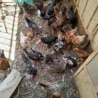 فروش تعدادمحدودمرغ وخروس محلی اصل وجوجه خروس