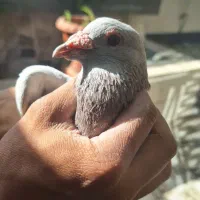 کبوتر فروشی