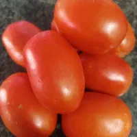 گوجه فرنگی