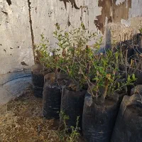 نهال انار درجه یک سیاب|خدمات باغبانی و درختکاری|طرهان, |دیوار