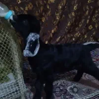 بزغاله شیری ماده|حیوانات مزرعه|دورود, |دیوار