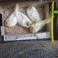 جوجه عروس هلندی