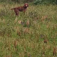 این سگ گم شده|سگ|لشت نشا, |دیوار