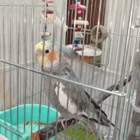 پرنده عروس هلندی با قفس و پایه