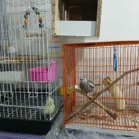 جفت مولد عروس هلندی تازه هم تخم گذاشتنه|پرنده|شوشتر, |دیوار