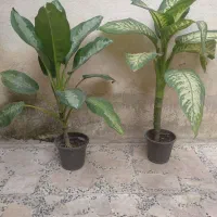 گل دیفن|گل و گیاه طبیعی|رشت, دیانتی|دیوار