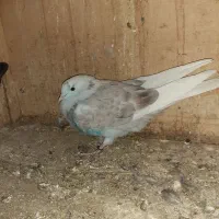 ۳تا جوجه پرشی فوری