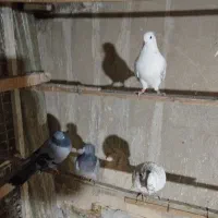 کفتر