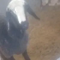 تغل شال اصل