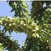 بادام وارلیا رقم اصلاح شده اروپایی
