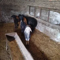 گوسفند و بره چاق|حیوانات مزرعه|سرخنکلاته, |دیوار