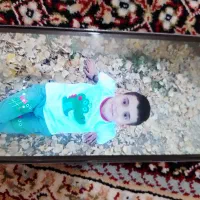 گوشی جی شش 2تومان