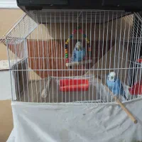 مرغ عشق انگلیسی