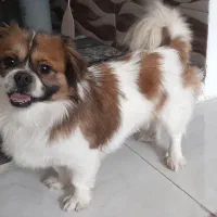 چیکو خواستنی