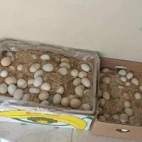 تخم مرغ گلین،محلی