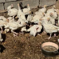 جوجه بوقلمون چهل روزه بیرونی سیکس اصل وزن ۱.۵|حیوانات مزرعه|رفسنجان, |دیوار