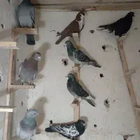 چند عدد کبوتر برا فروش زرند هستن|پرنده|زرند, |دیوار