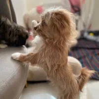 شیتزو پامر کراس