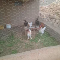 مرغ وخروس ،بوقلمون، بلدرچین|حیوانات مزرعه|بشاریات, |دیوار