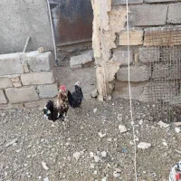 مرغ خروس گلین|حیوانات مزرعه|ماکو, |دیوار