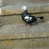 کبوتر نر