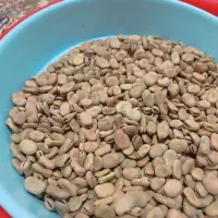 باقله برای کشت شاخ بزی