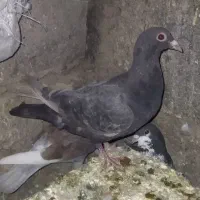 کبوتر جوجه قهوه ای پلاکی ذات سرور|پرنده|شیراز, شهرک جماران|دیوار