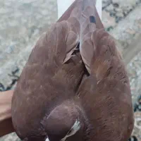 ساده