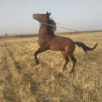 اسب نریون