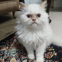 بچه گربه هیمالین