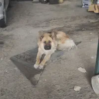 چهار عدد سگ ژرمن نژاد دار|سگ|تهران, تهرانپارس جنوبی|دیوار