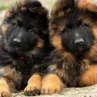 توله ژرمن شپرد شولاین