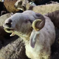 قوچ بختیاری بشرط