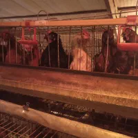 مرغ تخمگذار نژاد گلپایگانی اصلاح نژاد شده|حیوانات مزرعه|شاهین‌شهر, برخوار غرب|دیوار
