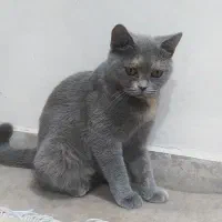 گربه اسکاتیش بلو ۲ساله ماده