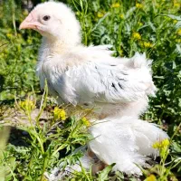 جوجه مرغ محلی برهما و مرندی و لاری وکاکلی گردن لخت