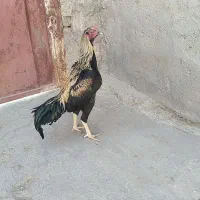 مرغ و خروس لاری