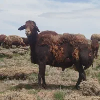 قوچ افشاری 3ساله قزل