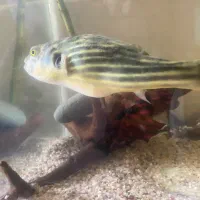 یک عدد پافر فاهاکا بالغ