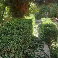 هرس شمشاد و باغبانی|خدمات باغبانی و درختکاری|یزد, |دیوار