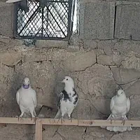 کبوتر|پرنده|سوق, |دیوار