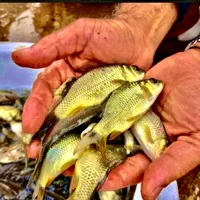 کپور مجارستانی