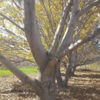 فروش درخت|حراج|شاهین دژ, |دیوار