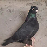 کفترچشونوک