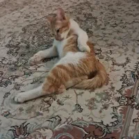 واگذرای گربه رایگان